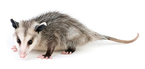 Possum
